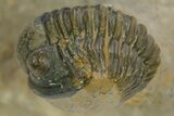 Austerops Trilobite With Gerastos - Ofaten, Morocco #363028-4